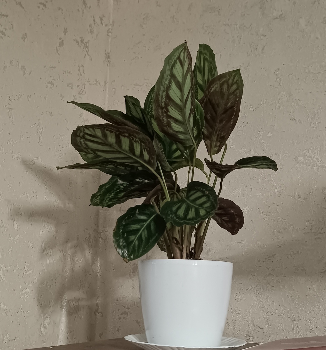 Маранта-барометр после покупки: вечером сложила листья 