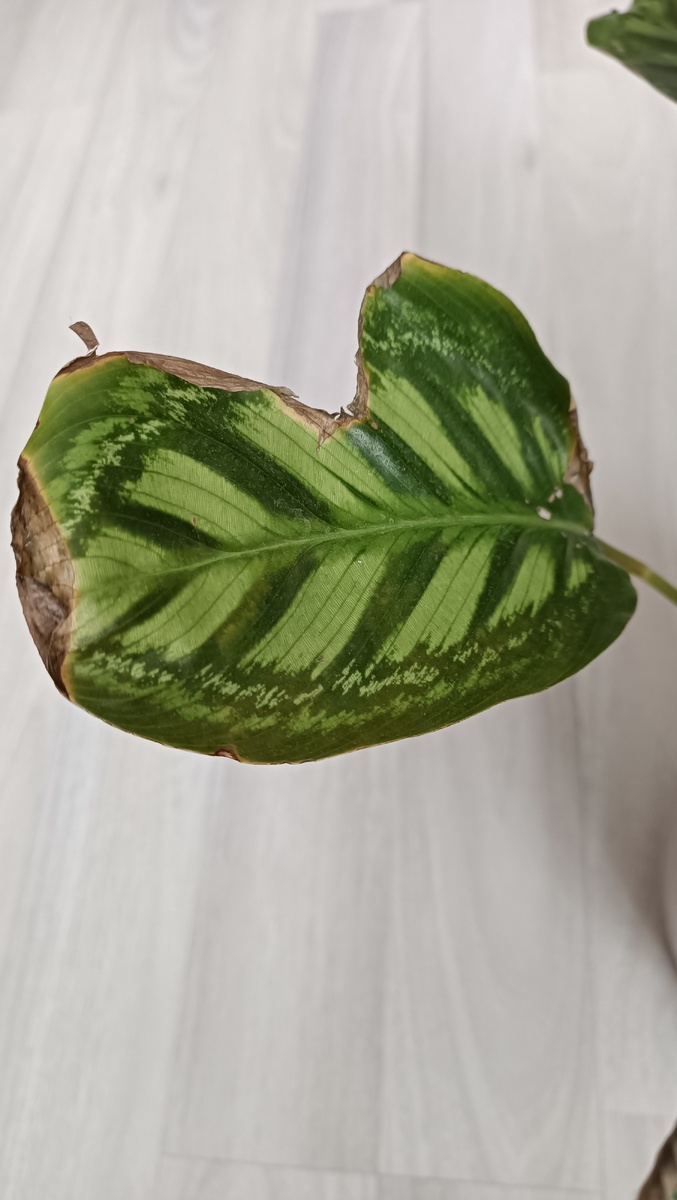 Вот такие неприглядные листья. Пришлось обрезать очень много засохшей ткани