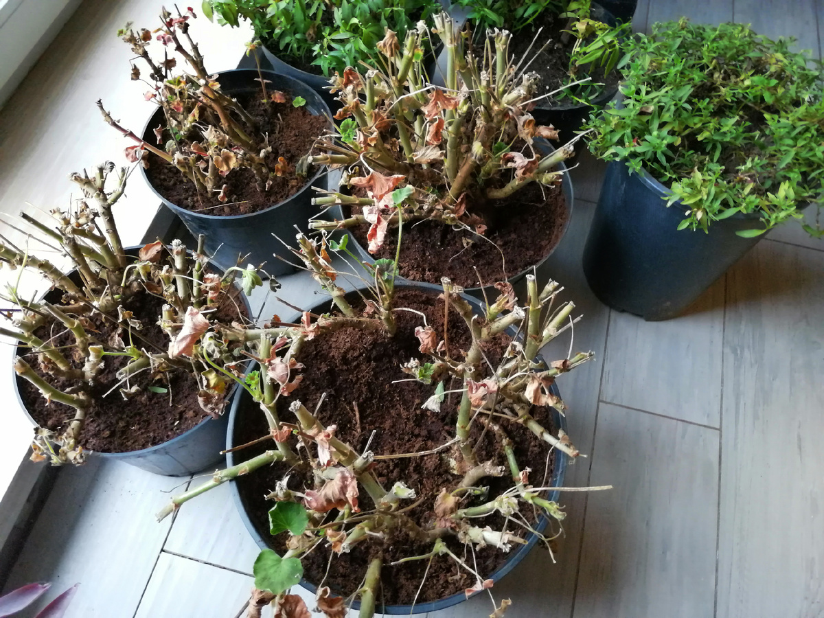 Как видите, на фото не только пеларгонии, но и антирринумы, они тоже пойдут в подвал, такого опыта у меня не было (в прошлом году зимовали на подоконнике). Их не обрезала и не пересаживала в новый грунт. 