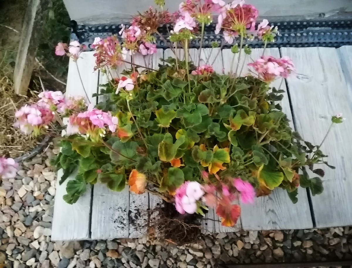 Диаметр кроны осенью примерно 70 см. 