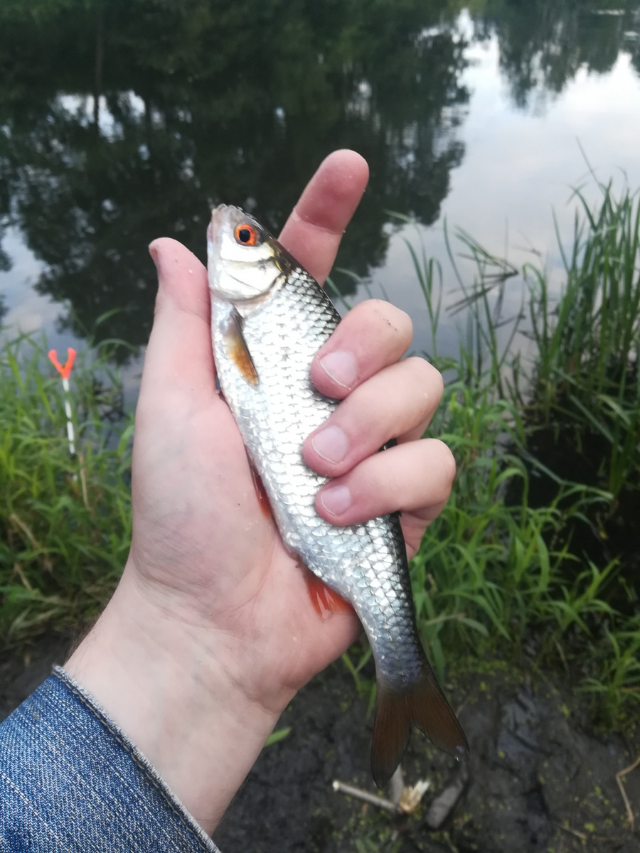 Плотва хорошо реагирует на докор с рогатки