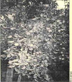 Это серьезнейший, воистину Гамлетовский вопрос! внимательно посмотрите на эту фотографию.