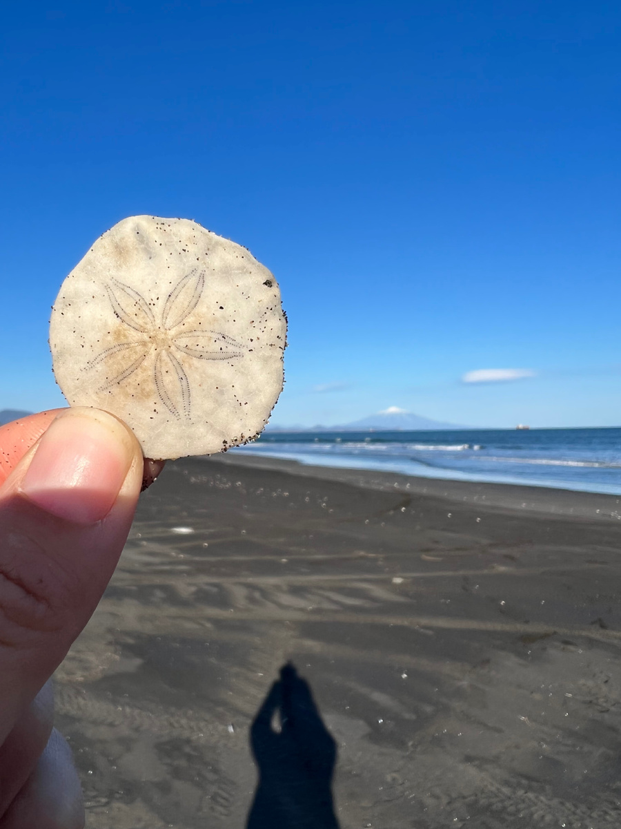 Плоский морской еж 