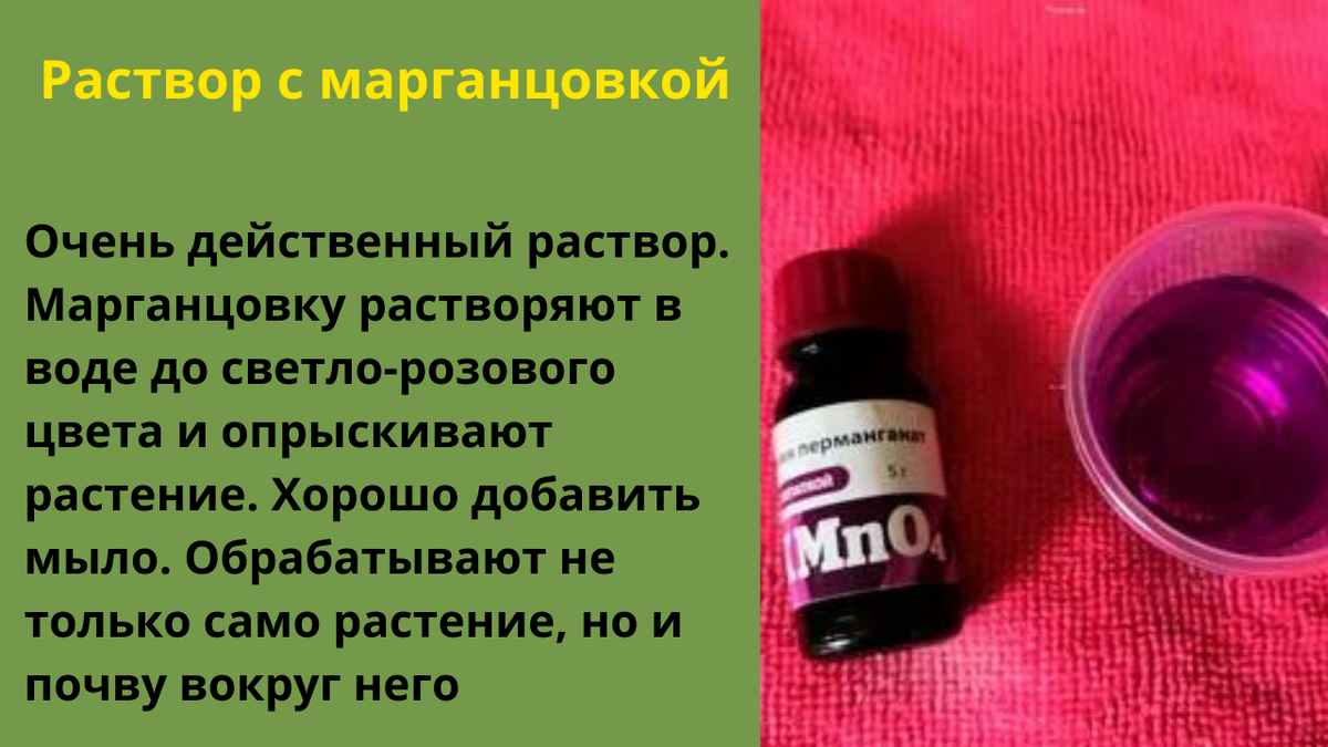 Обработка растений от паутинного клеща