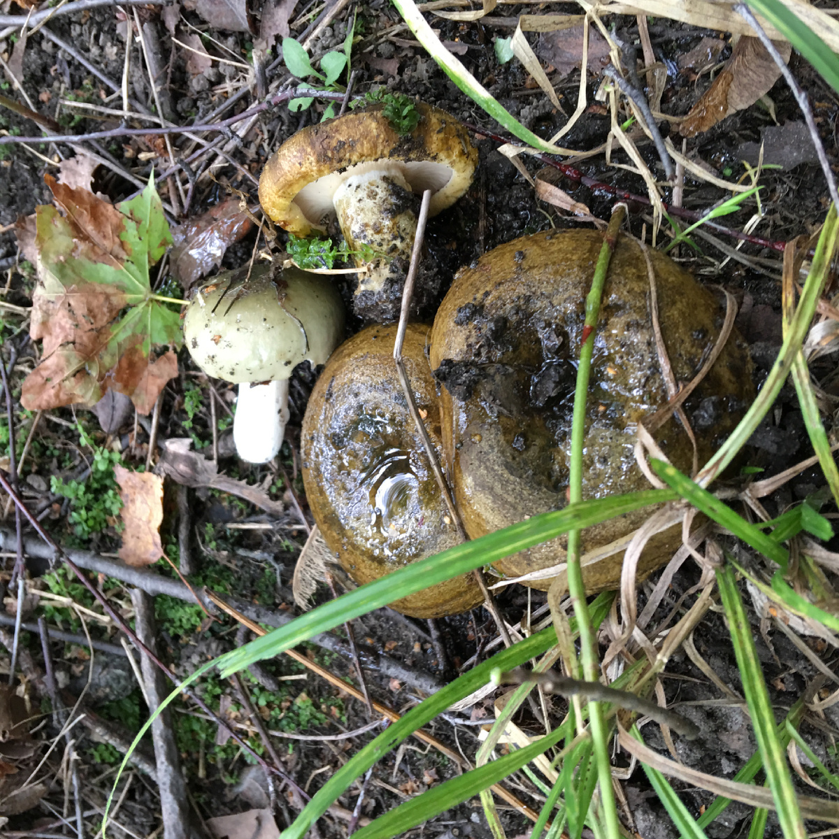 Сыроежка и чёрные грузди(чернушки)