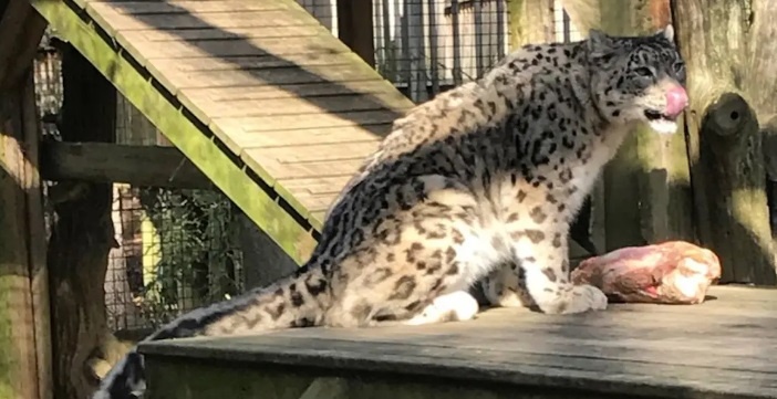Химани во время обеда. (с) Cape May County Park & Zoo.