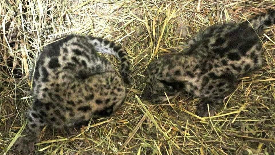 Близецы-котята, детёныши Химани, родившиеся в 2013 году.