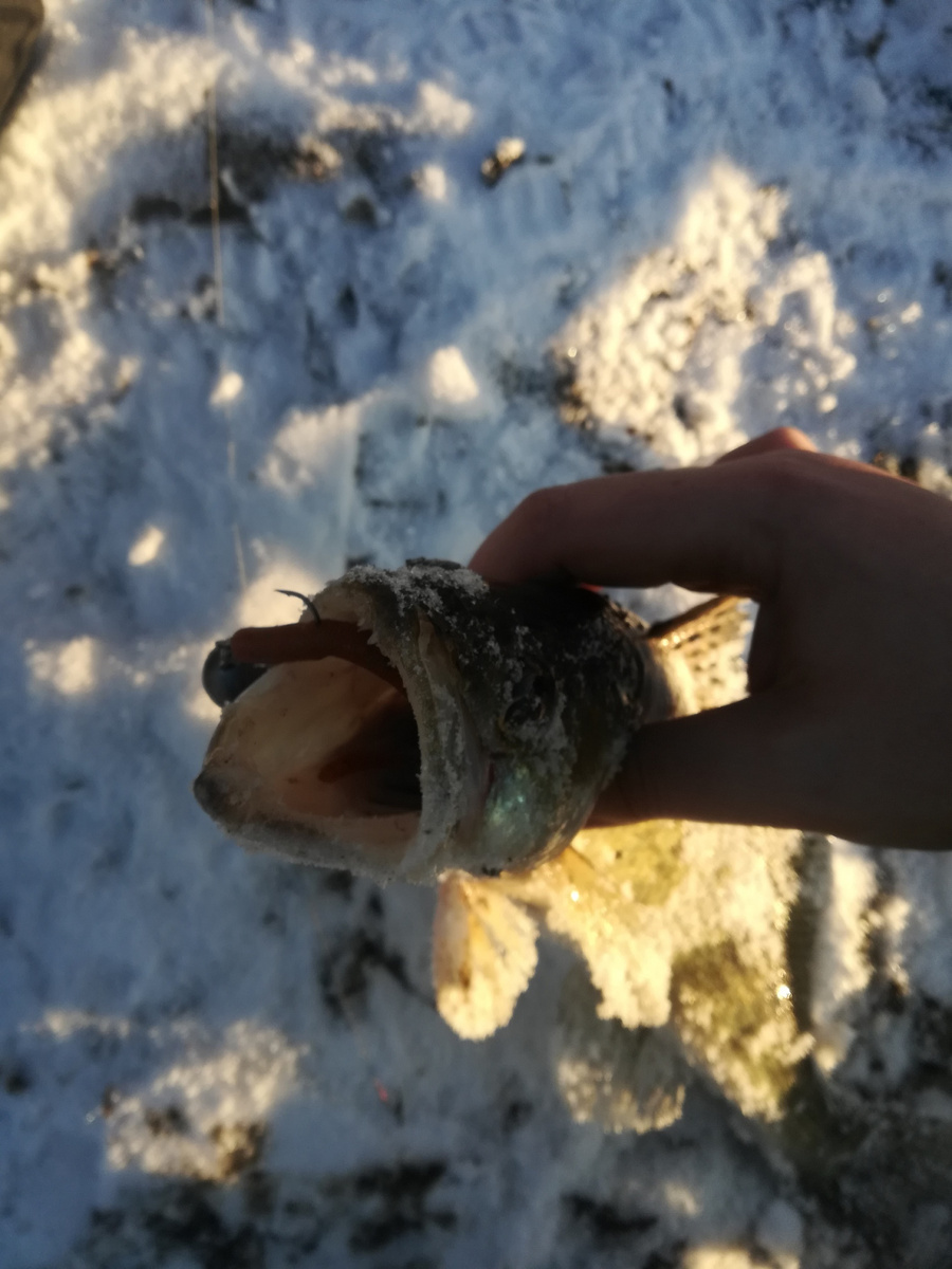 Клыкастый все-таки соблазнился на червя