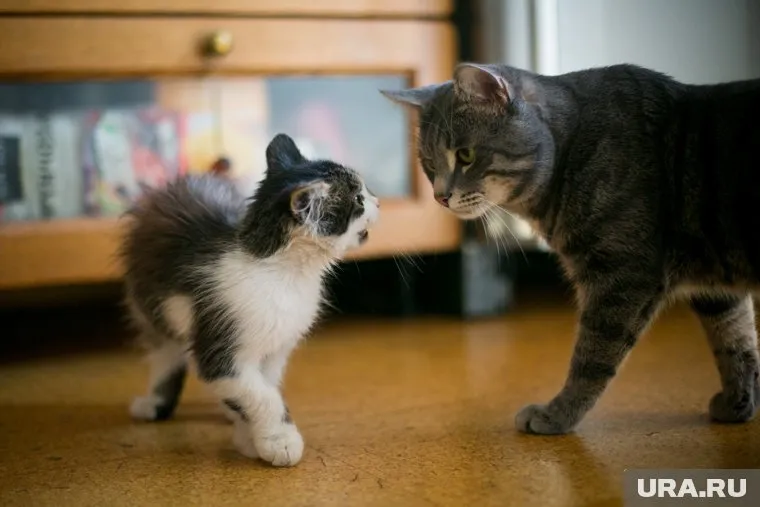 В основе хорошего корма должны быть мясные ингредиенты
Фото: Владимир Андреев © URA.RU