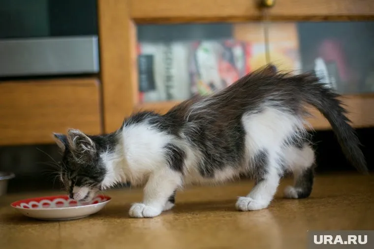 Корм для кошек делится на несколько классов
Фото: Владимир Андреев © URA.RU