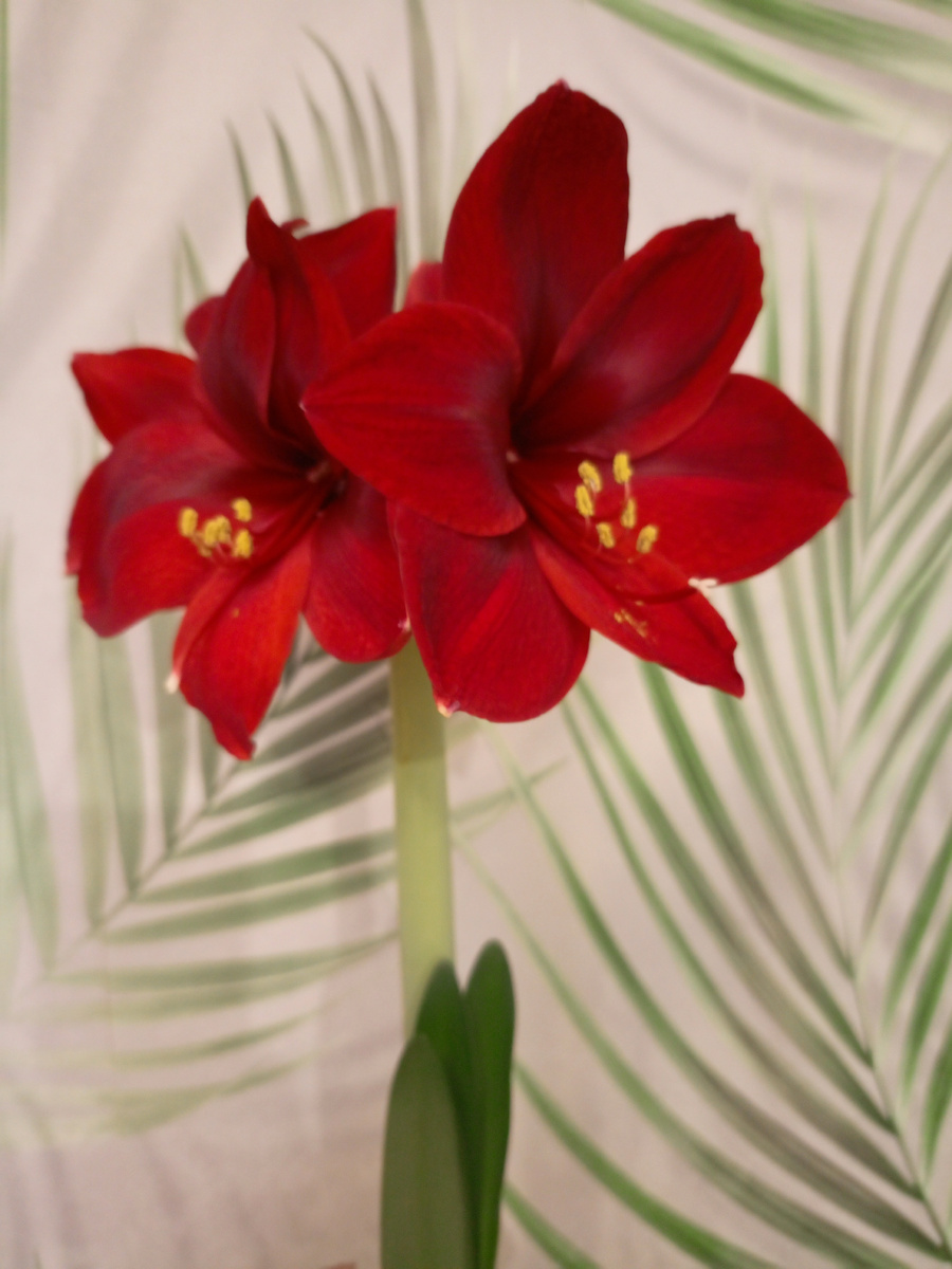 Мой гипеаструм, купленный в Магните за 299 рублей третий цветонос уже