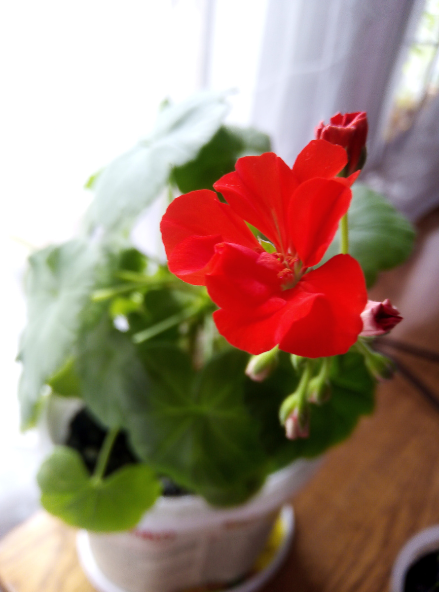 для красоты, фото автора 