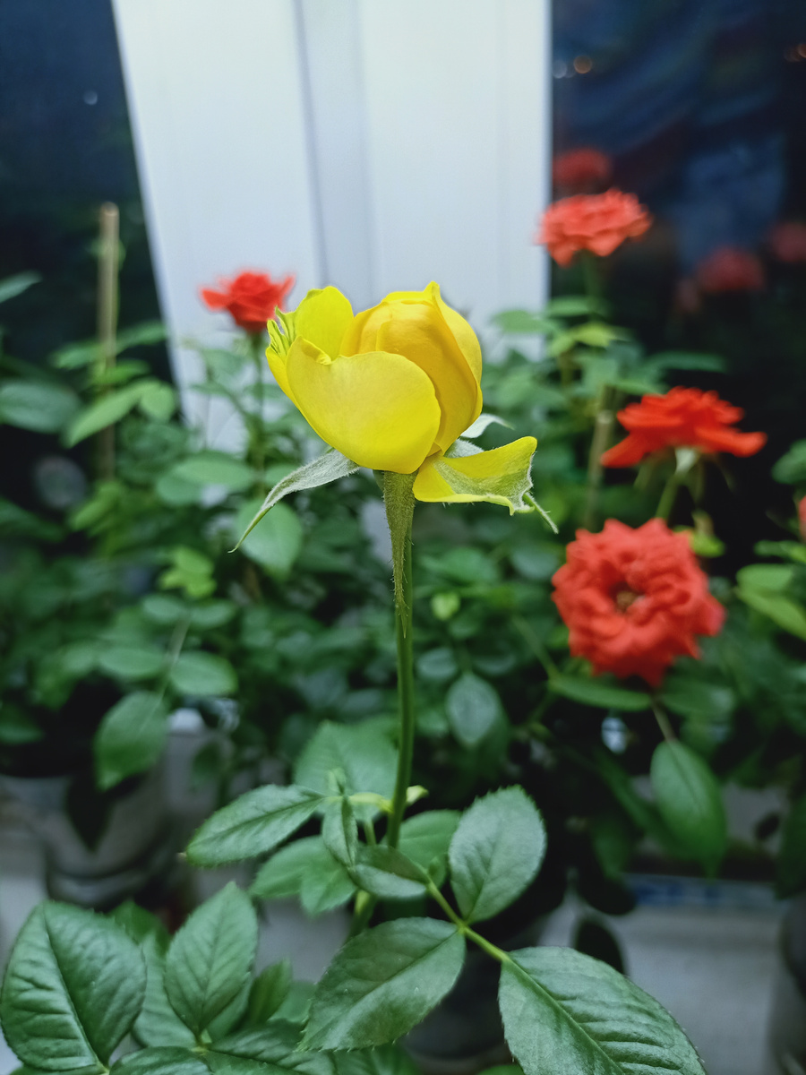 Вечером на кухне. В квартире.