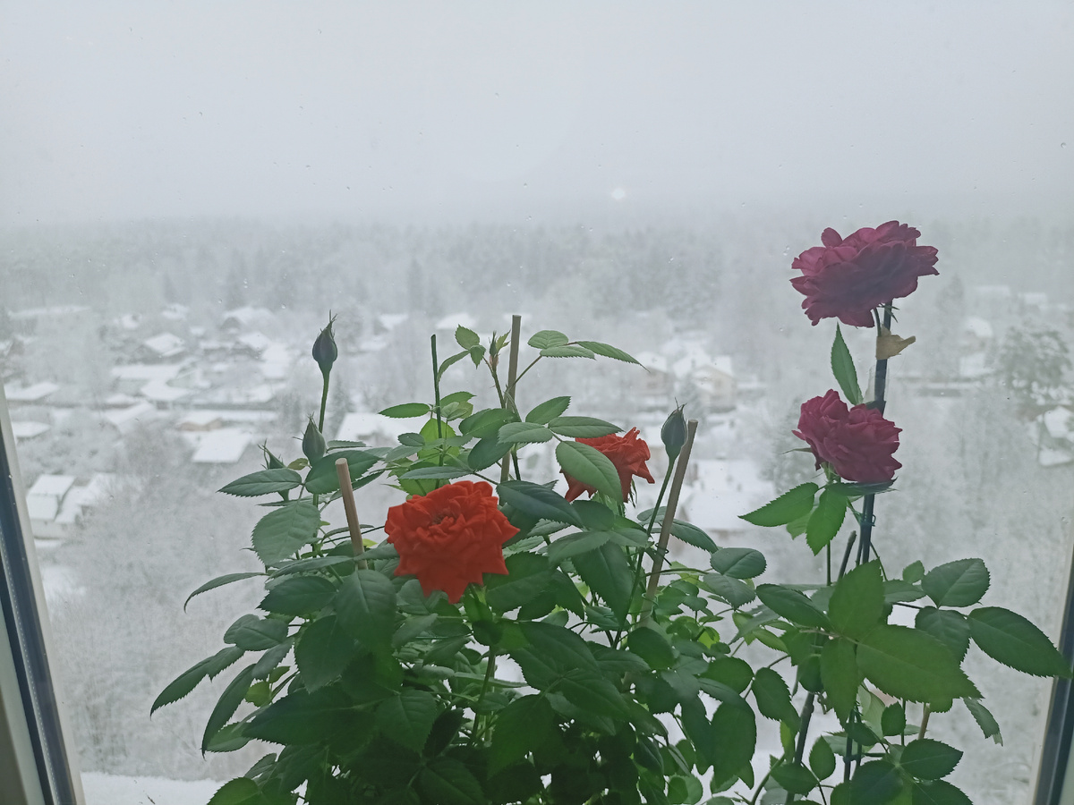 В новогоднюю ночь. 