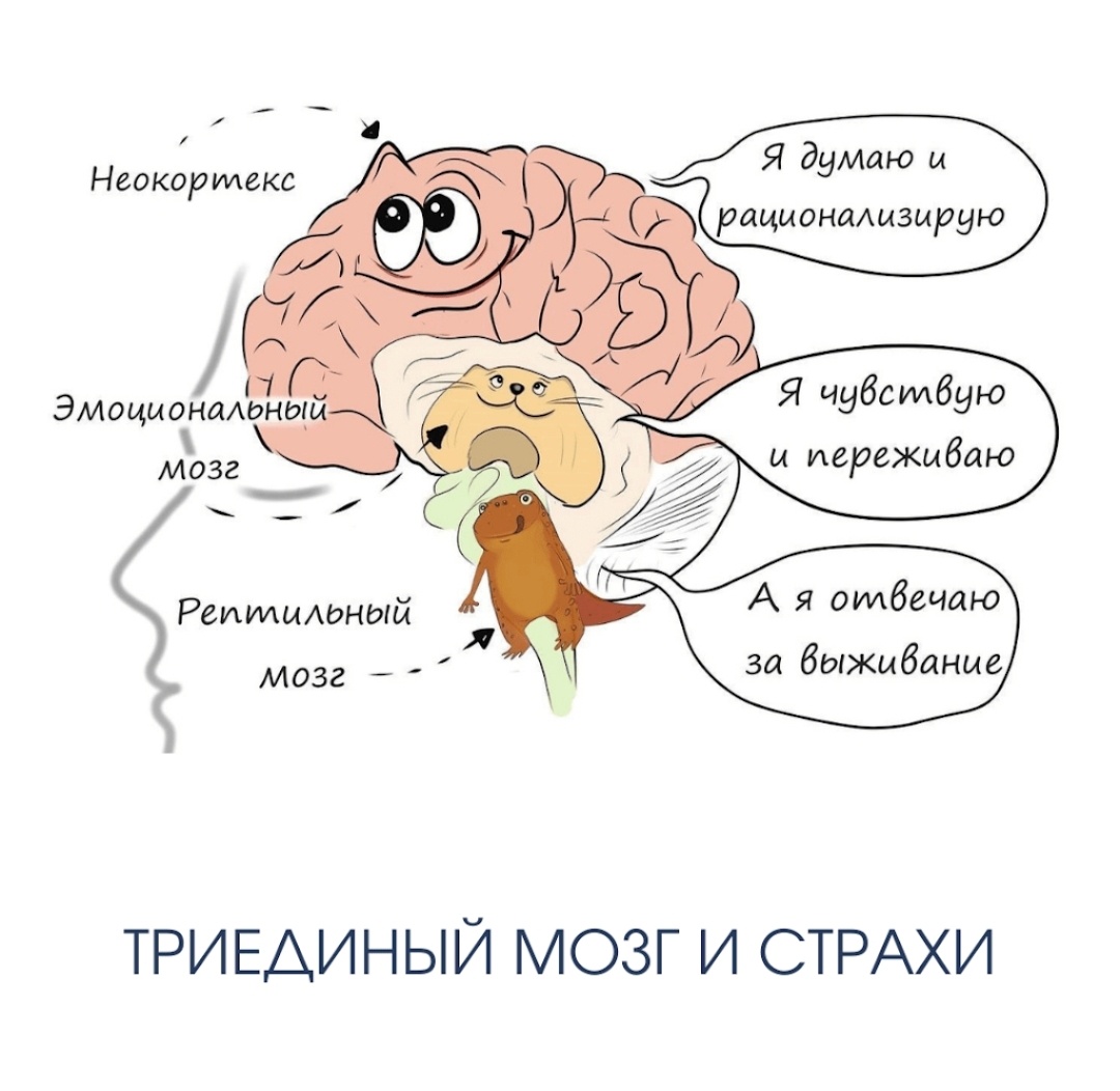 Когда у человека нарушен ГОМЕОСТАЗ, у него активируется: Эмоциональный (он же Лимбический) и Рептилойдный мозг, они представлены на картинке, что НЕ дает включить критическое мышление и быть здоровым. Активируется программа как в животном мире, "БЕЙ", "БЕГИ" или "ЗАМРИ" и тогда мы становимся не разумным человеком, а Мартышкой🐒🧨