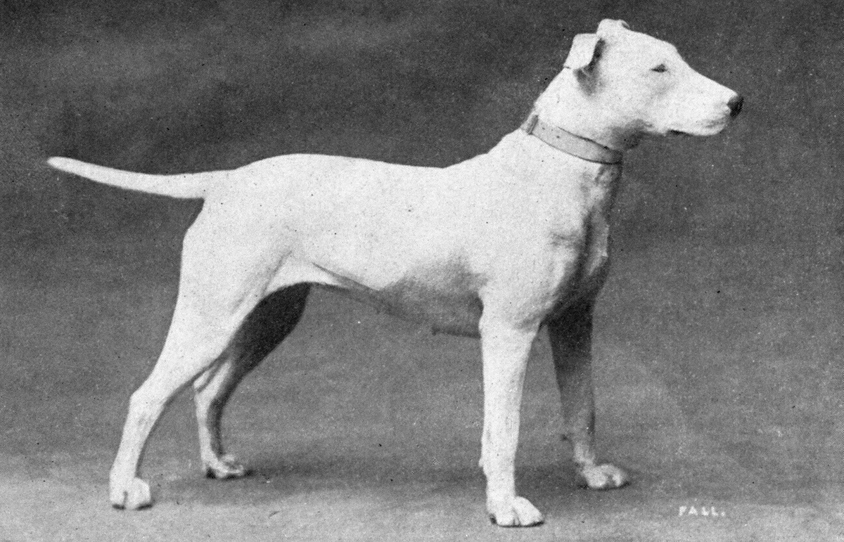 Бультерьер. Так они выглядели в начале века