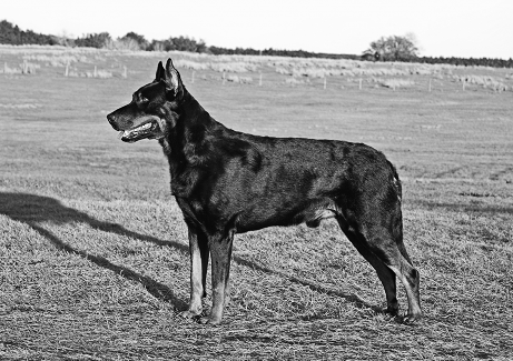 Собака породы Босерон