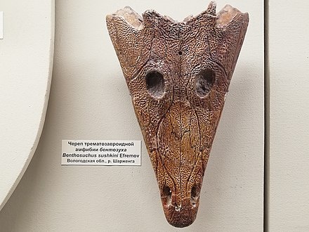 Бентозух, череп.
