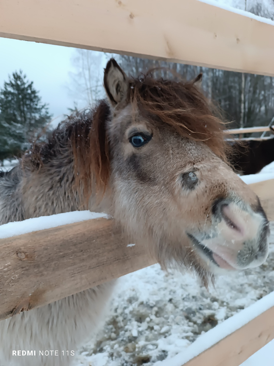 Симпатичный пони.