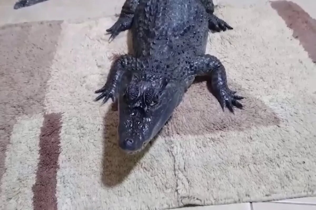    Новосибирцам могут запретить держать дома крокодилов, пауков и змей