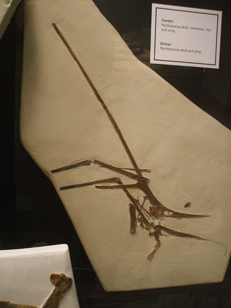 Образец никтозавра KJ-1