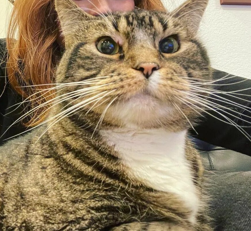 Яндекс картинки