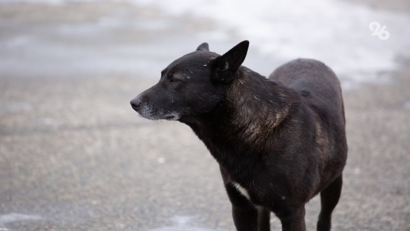      Фото: ИА «Победа26»