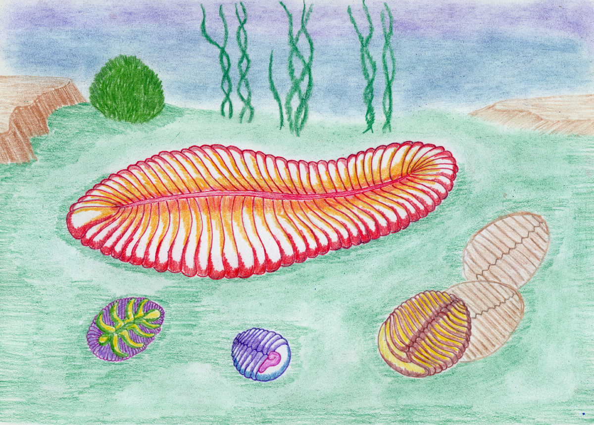 Реконструкция вендобионтов.