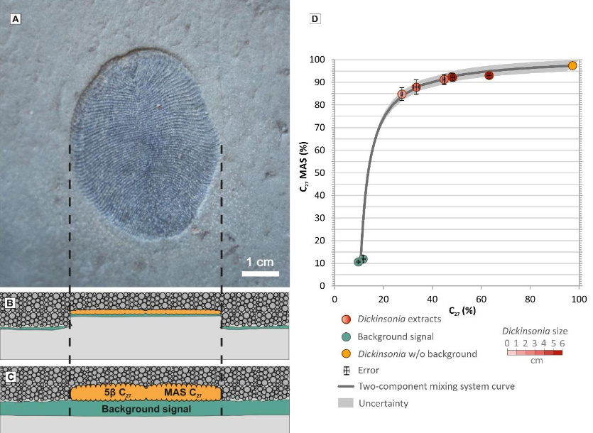 Слева: отпечаток дикинсонии (A) и схема, иллюстрирующая процесс его формирования (B, C). Дикинсония (оранжевая) с повышенным содержанием 27-углеродных стеролов лежала на водорослевом мате (зеленом) — источнике «фонового сигнала» (background signal), то есть набора стеролов, характерного для зеленых водорослей (с преобладанием 29-углеродных молекул). Дикинсонию засыпало песком (C), затем органика сплющилась, и на нижней поверхности слоя песчаника сформировался отпечаток (B). Рисунок показывает, что чем тоньше была дикинсония при жизни, тем сильнее должен быть «фоновый сигнал» в отпечатке. Справа (D): график, показывающий связь между долей 27-углеродных моноароматических стероидов (по вертикальной оси), 27-углеродных стеранов (по горизонтальной оси) и размером дикинсонии (Dickinsonia size): бледно-розовые кружки соответствуют самым мелким экземплярам, темно-красные — самым крупным. Зелеными кружками показан «фоновый сигнал», оранжевый кружок — реконструированный состав стеролов дикинсонии за вычетом фонового сигнала. Изображение из дополнительных материалов к обсуждаемой статье в Science