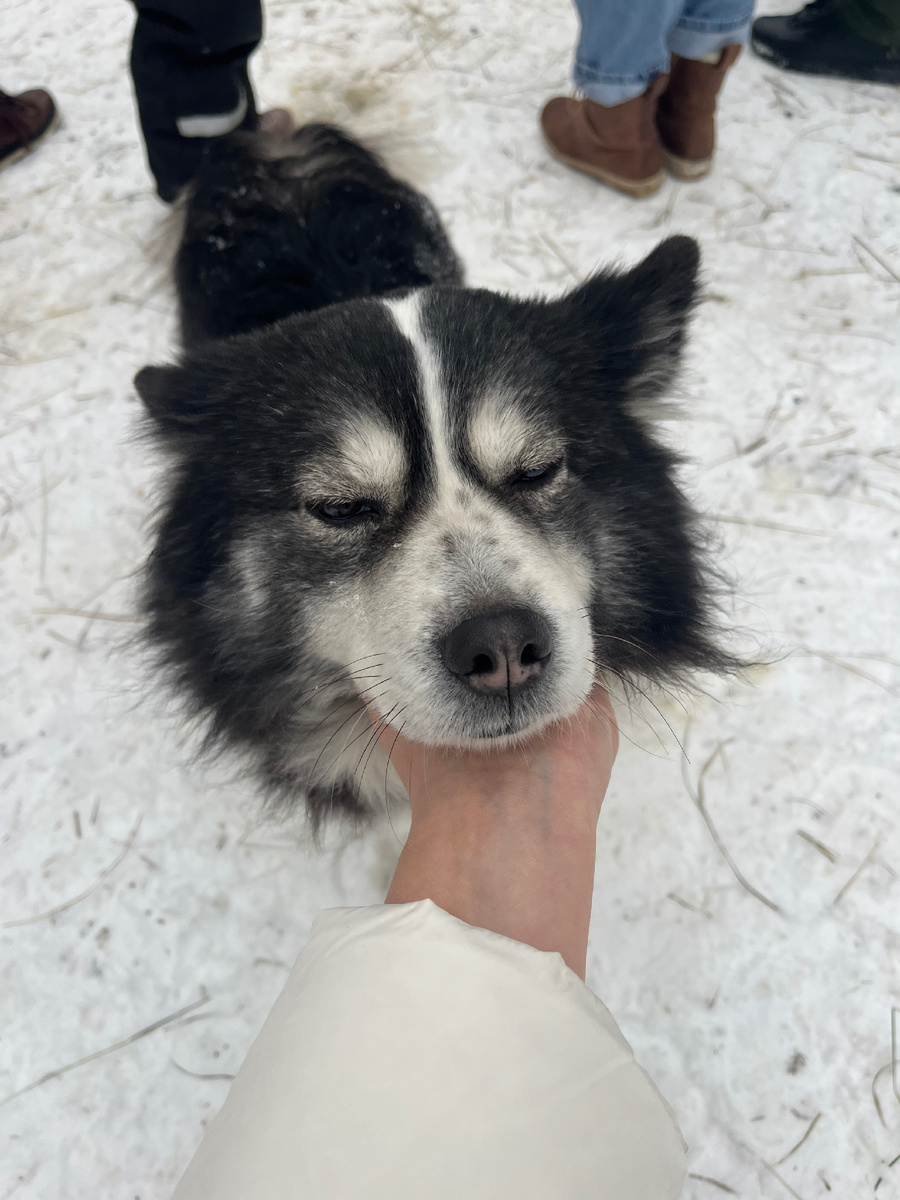 Нас встречала Чара, очень ласковая и контактная девочка