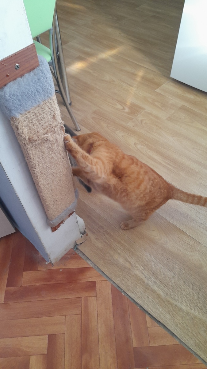 Точим лапы и бежим!