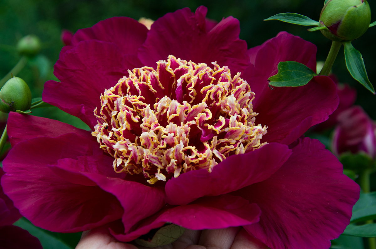 Пион Акрон Фото Зеленой Стрекозы