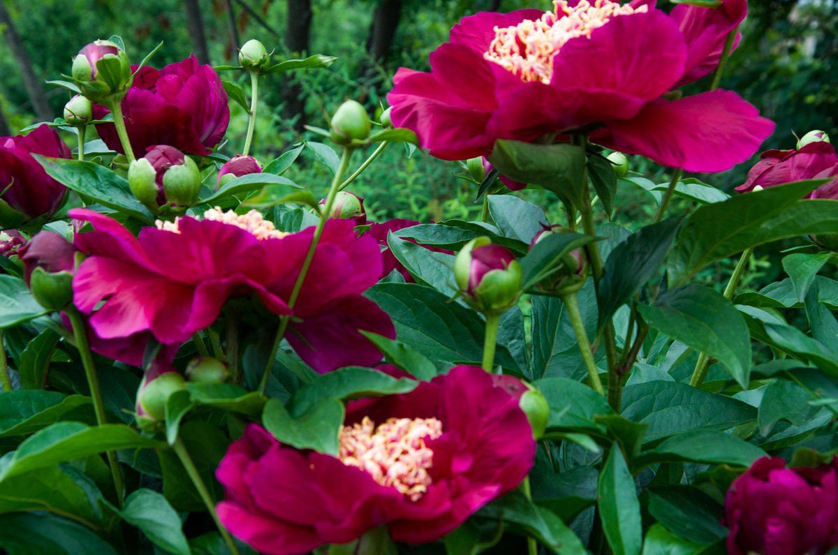 Пион Акрон. Фото Зеленой Стрекозы