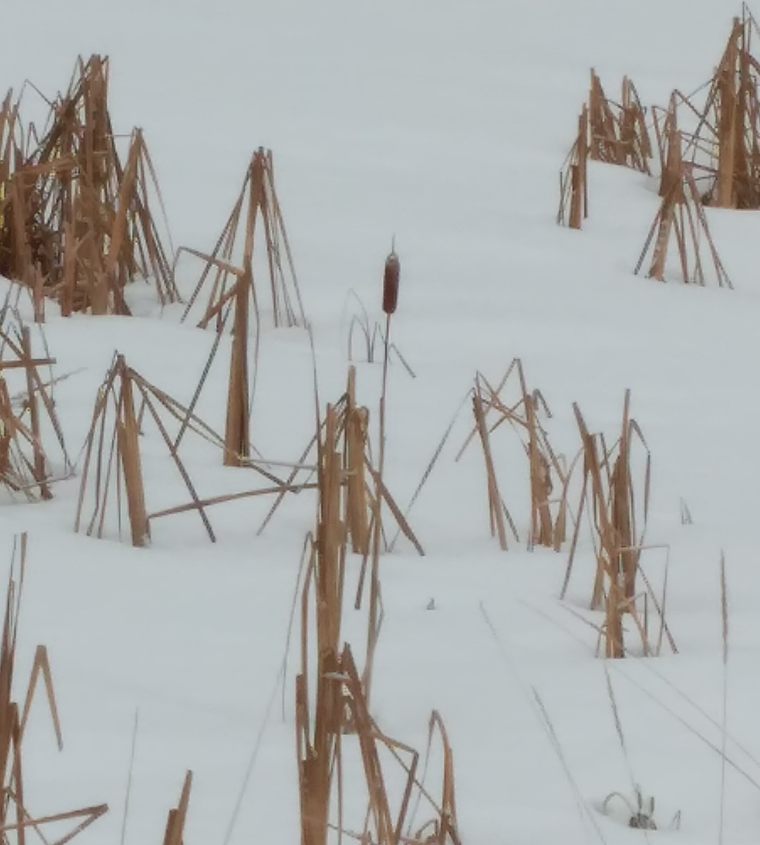 фото автора (Кажется, что все погибло под тяжестью снега).