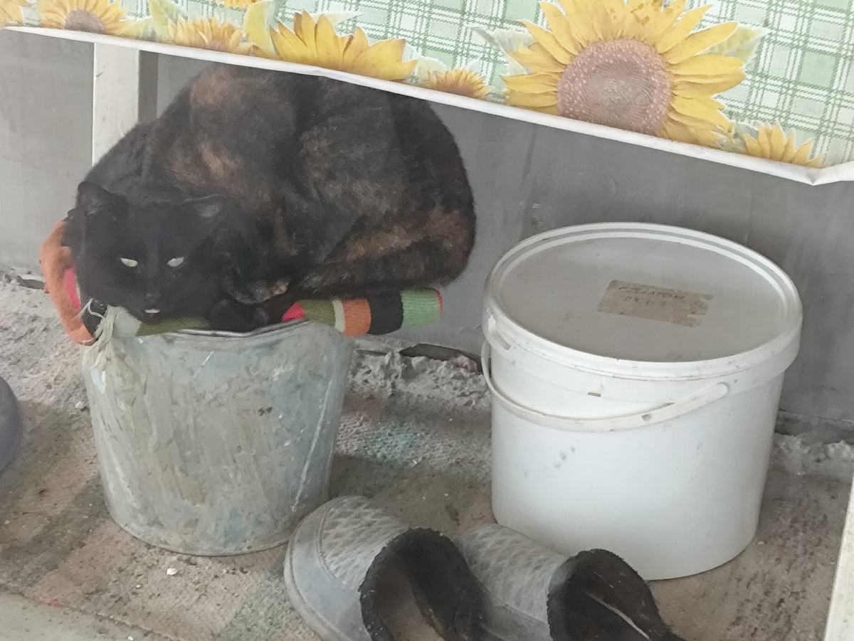 Сколько кошек под столом? )))