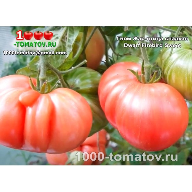 томат Гном Жар-птица сладкая Dwarf Firebird Sweet  1