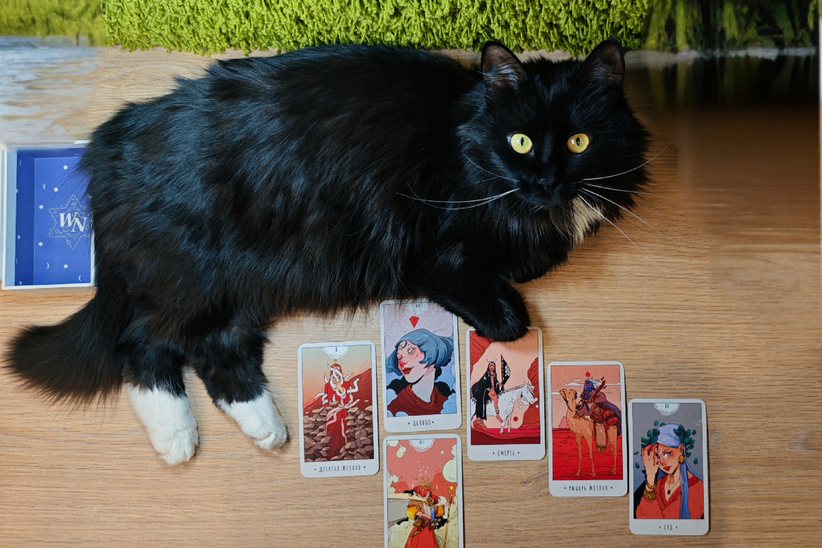 Фото кошки с картами таро (авторское