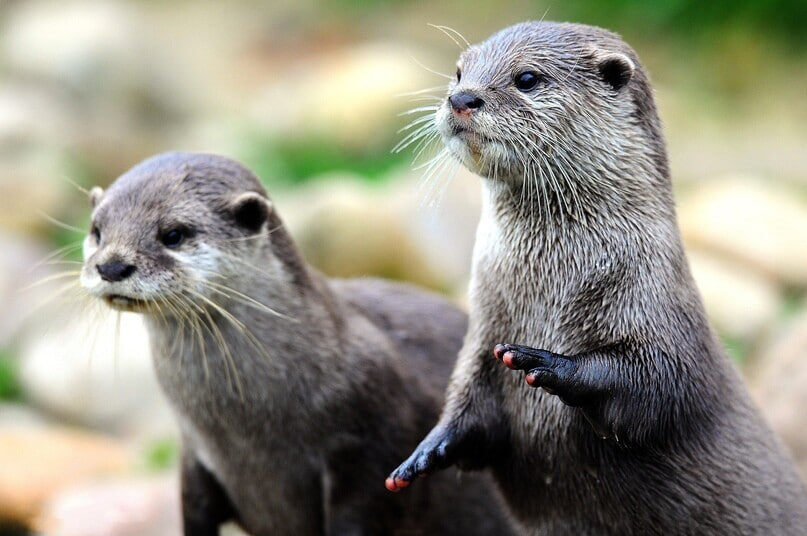 Азиатская бескоготная выдра