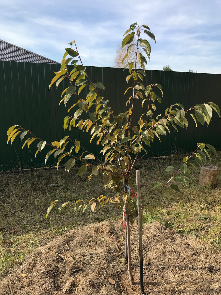 2018 год высота уже 1.5 метра
