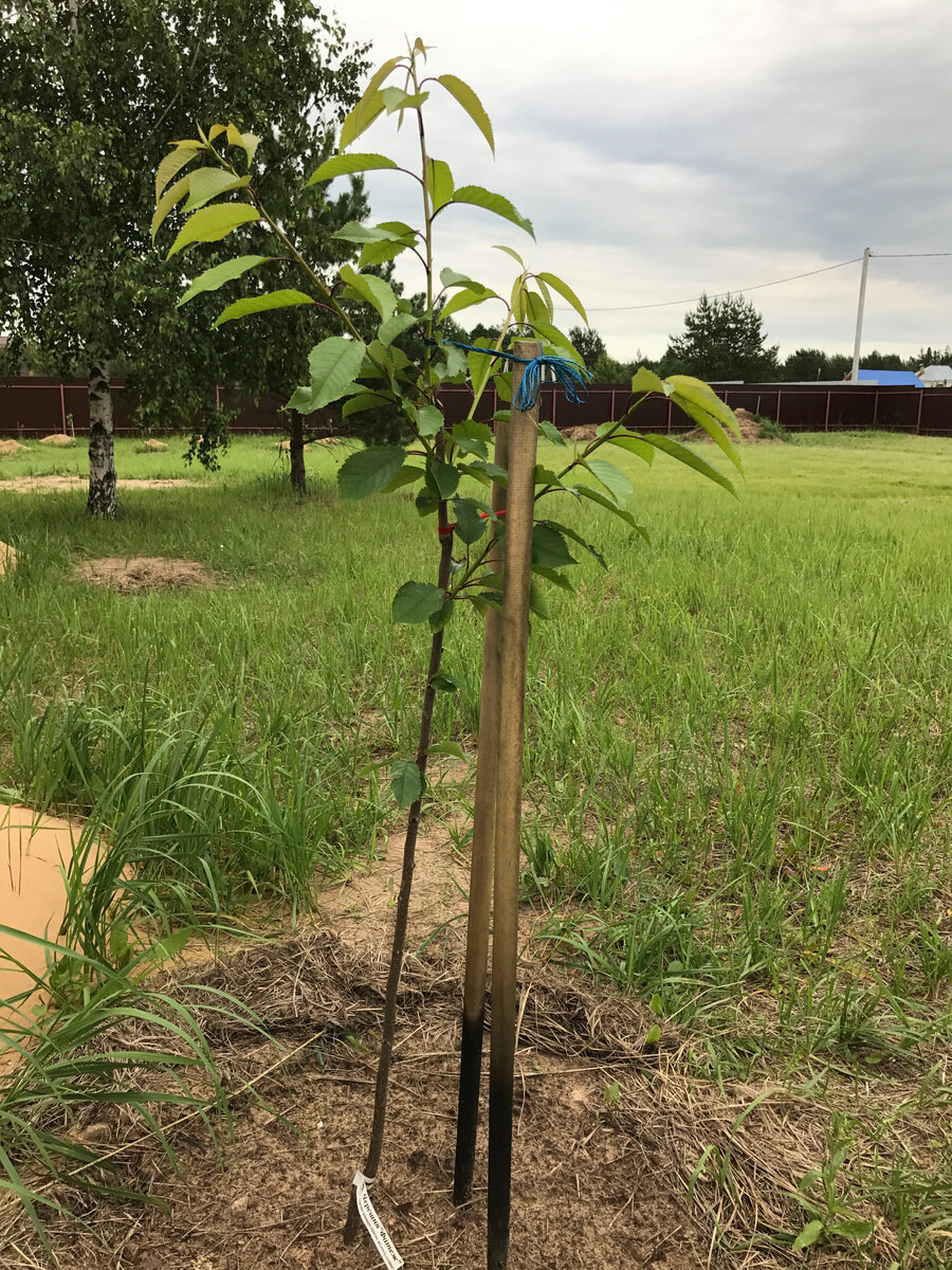 год посадки 2017 - лето, высота 1 метр