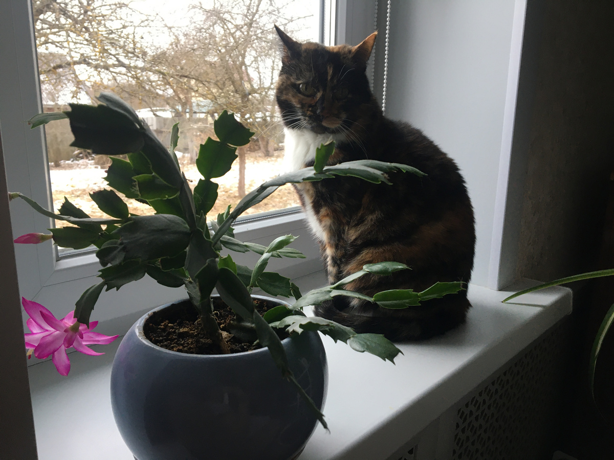 Василиса на окошке. Фото автора