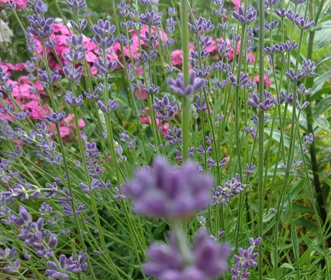 Лаванда, Фото автора