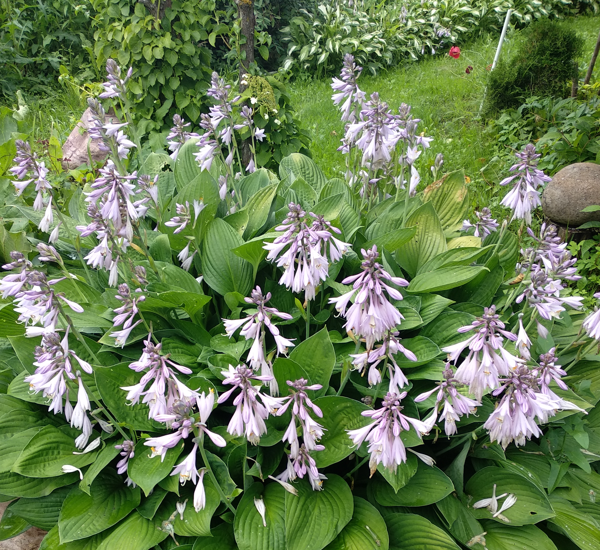 Хоста. Фото автора