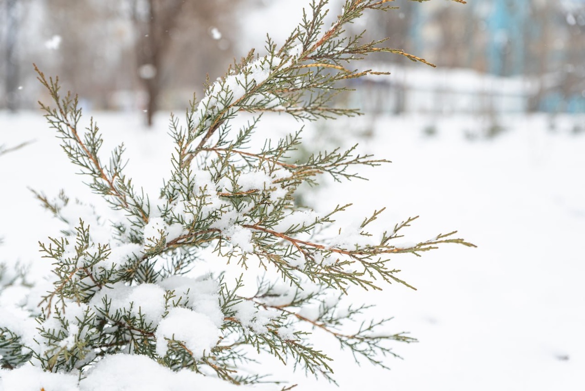    Возвращение Русской зимы: В Курской области 10 февраля ожидаются морозы до -13 градусов