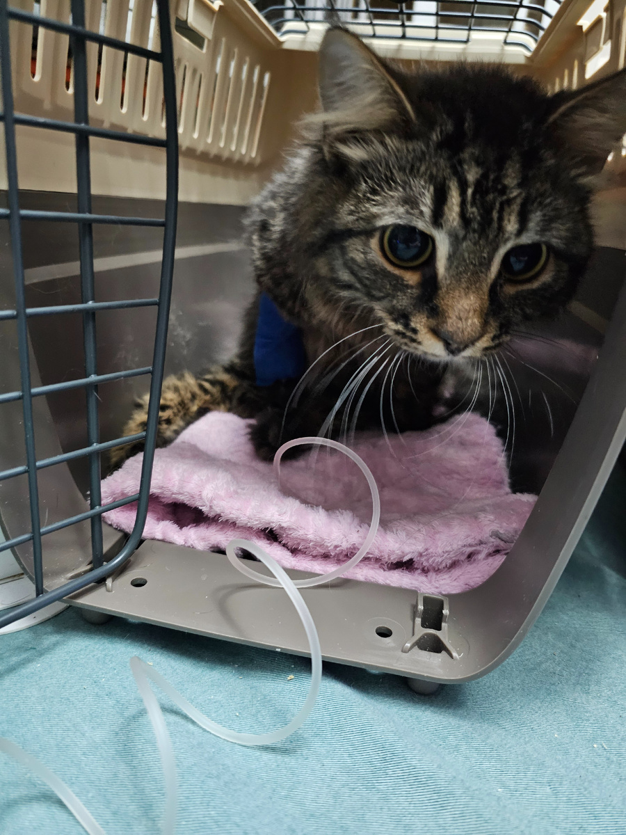 Фото автора. Толяша.