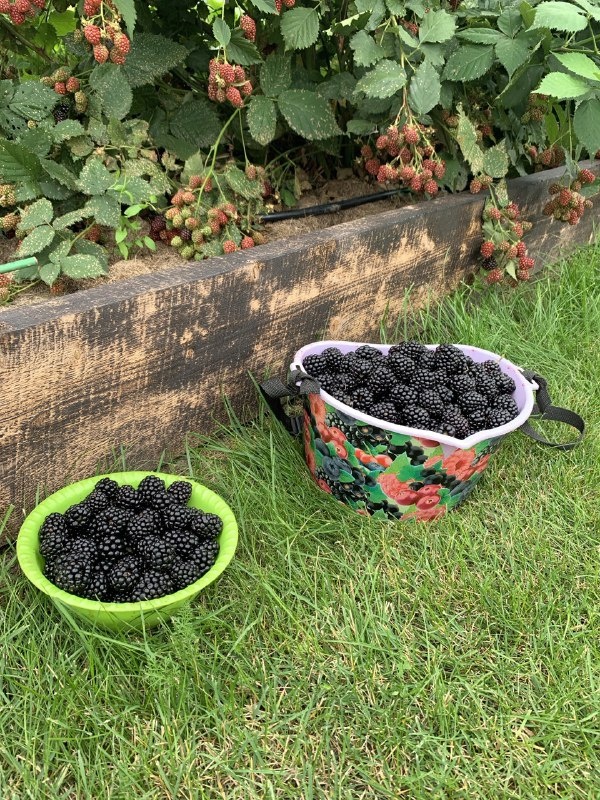 Урожай ежевики