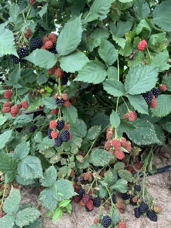 Созревание ежевики бесшипной