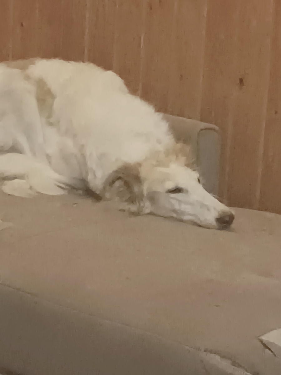 Леди дрыхнет))