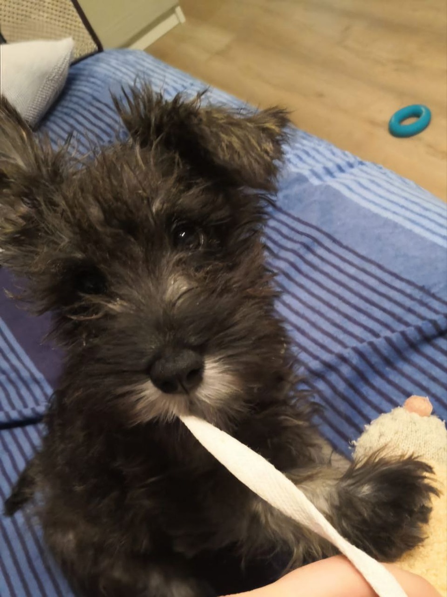 "Лучше поем верёвочки, чем корм!"