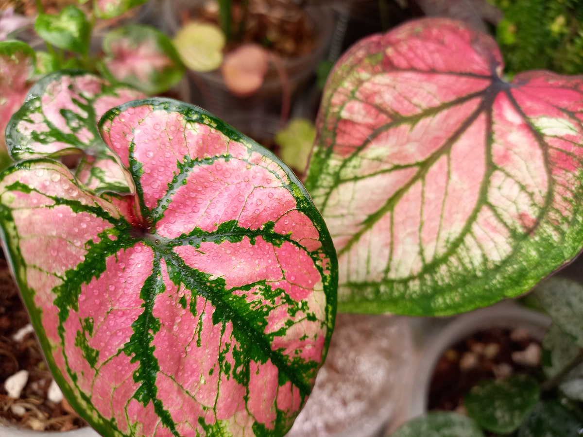 Каладиумы. Фото автора Екатерины Орловой. 